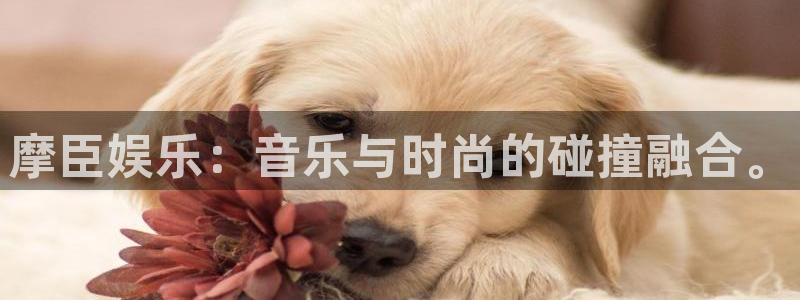 壹号娱乐体育凯捷登陆：摩臣娱乐：音乐与时尚的碰撞融合。